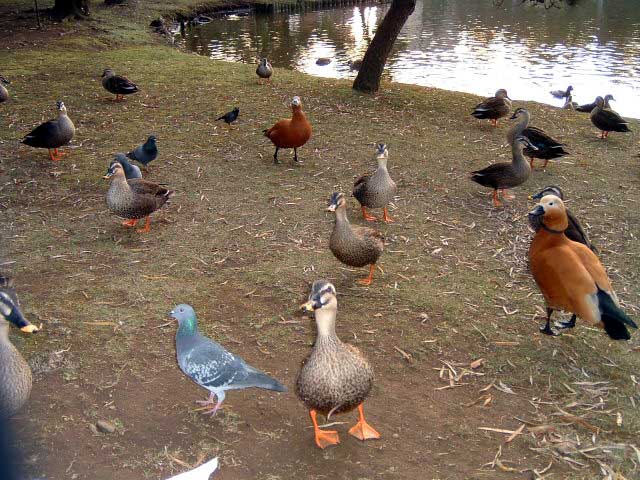 ���������E�����ɍ������ăn�g��