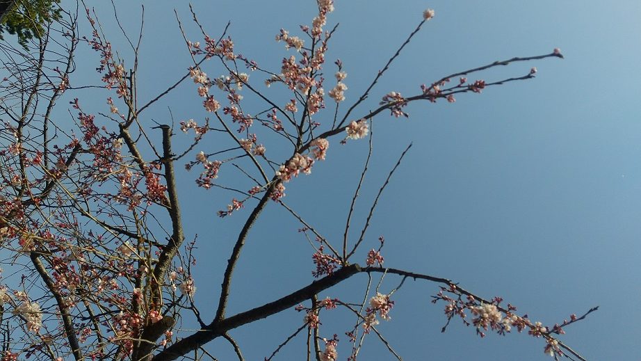 千葉公園の桜20220325