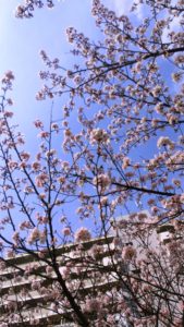高洲の桜