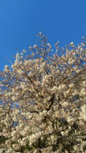九分咲きの桜
