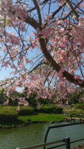 千葉公園のしだれ桜