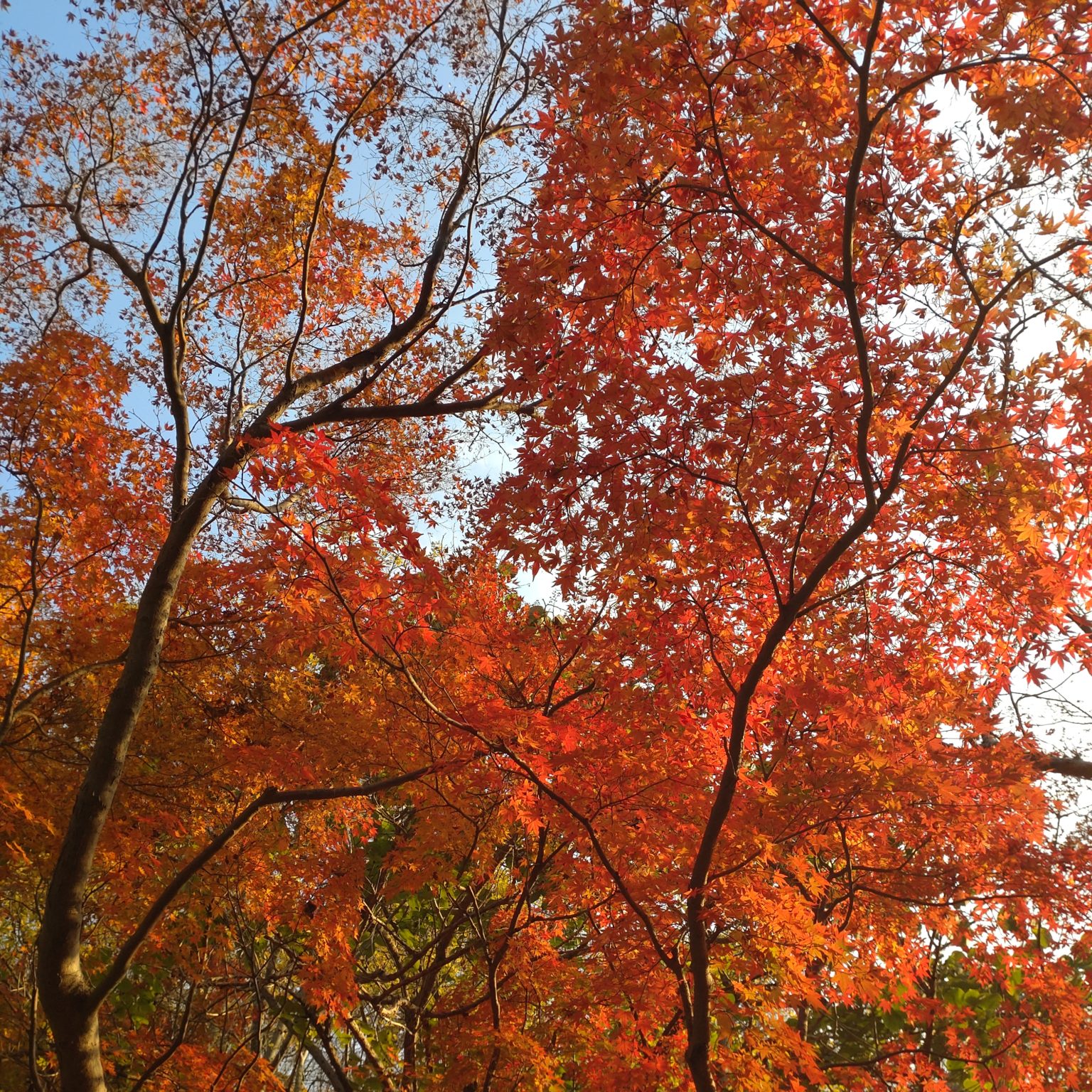 泉自然公園の紅葉その3