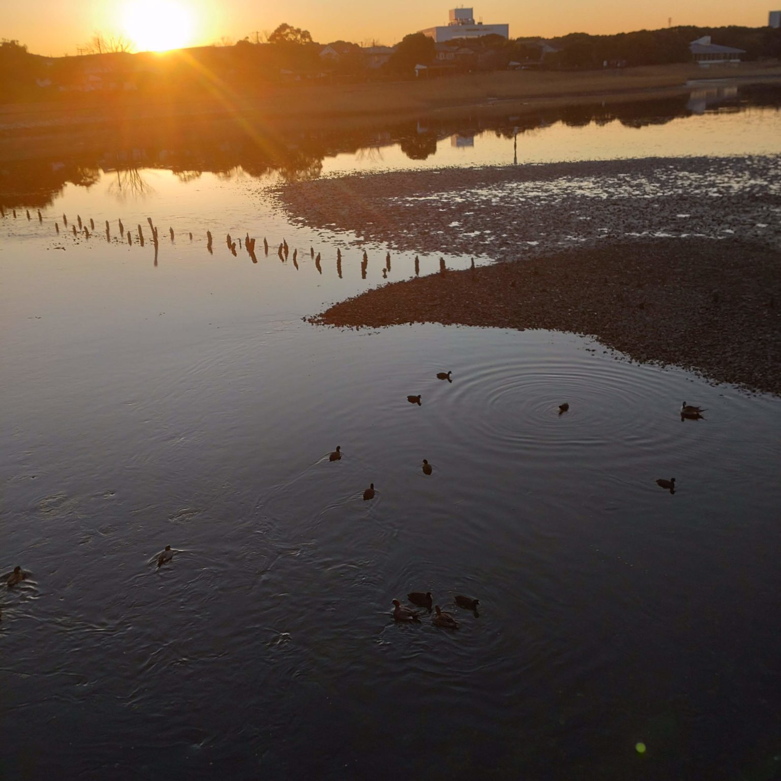 夕暮れの谷津干潟