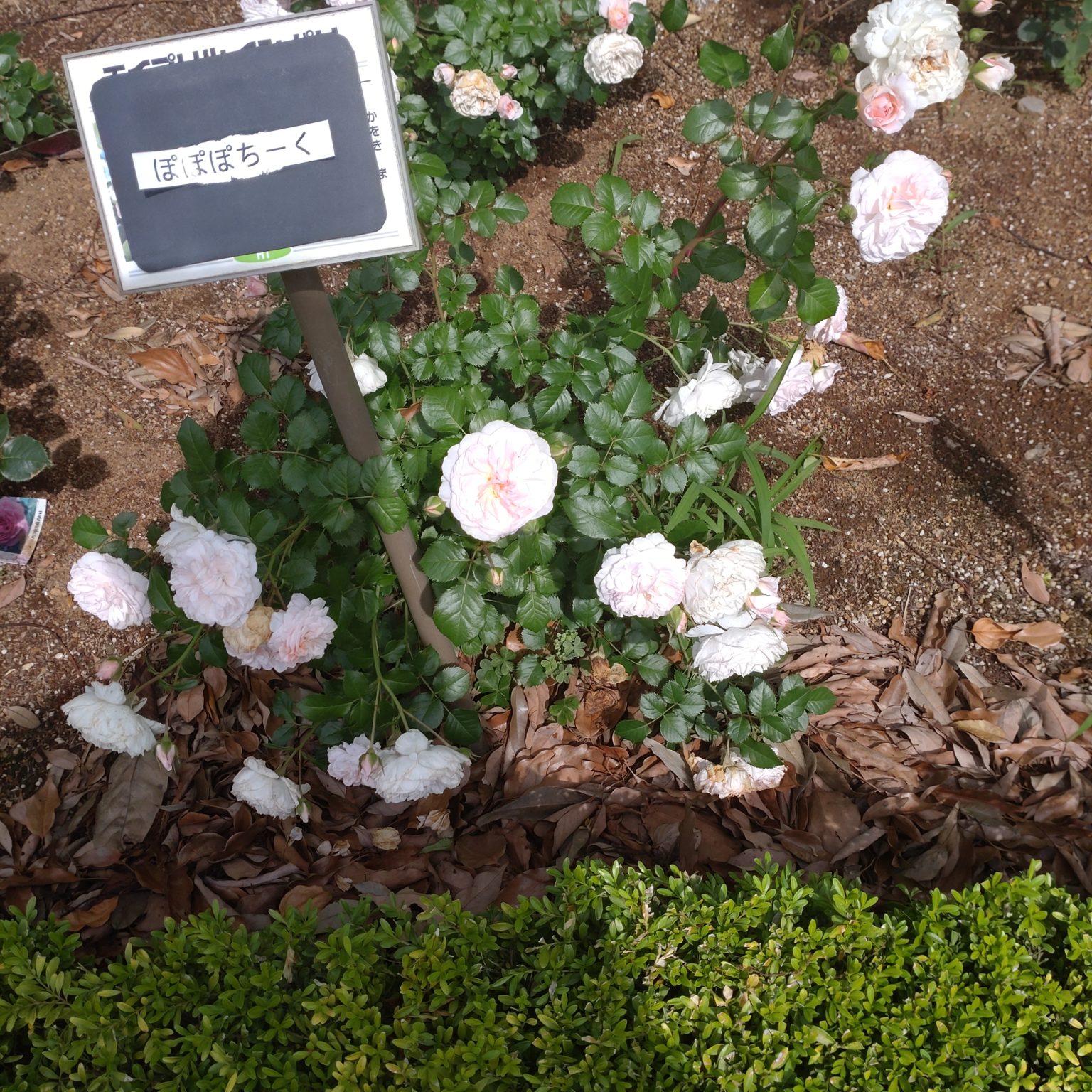 谷津バラ園202405-5