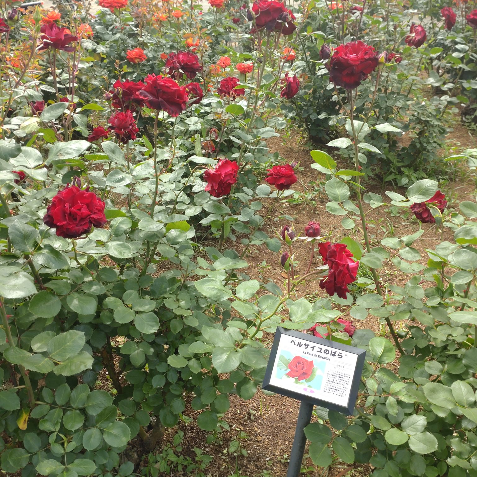 谷津バラ園202405-4