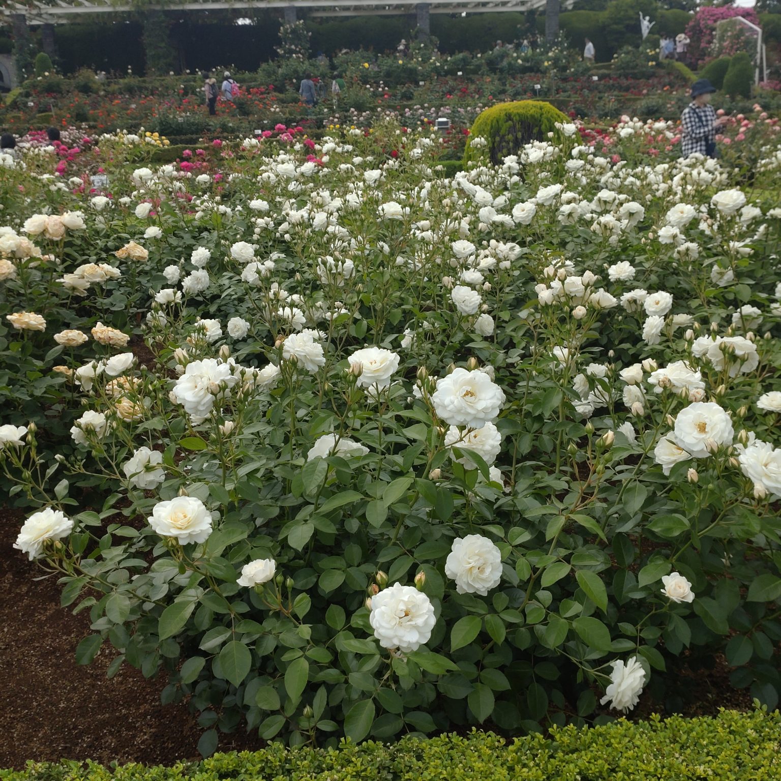 谷津バラ園202405-2