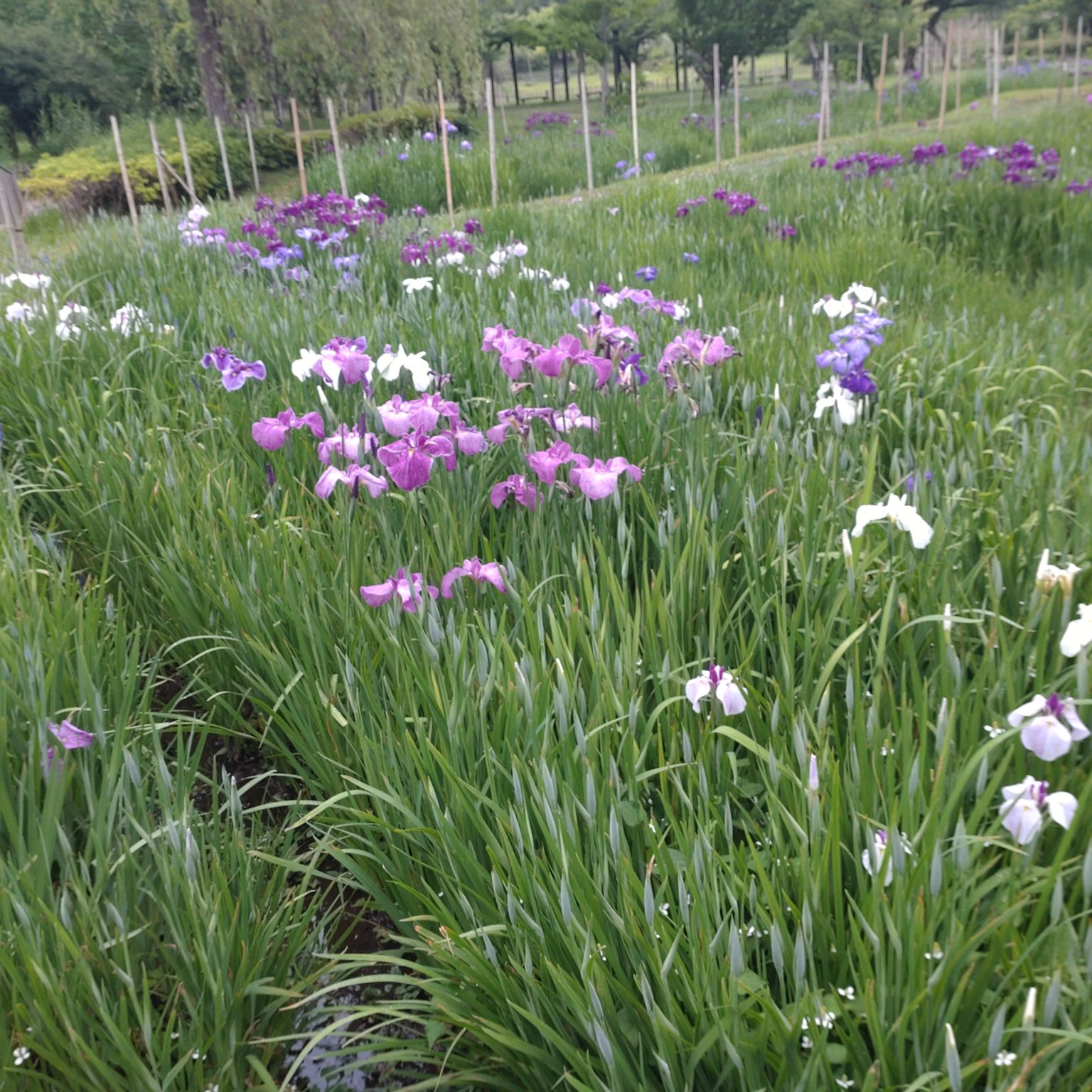実籾本郷公園の菖蒲202405